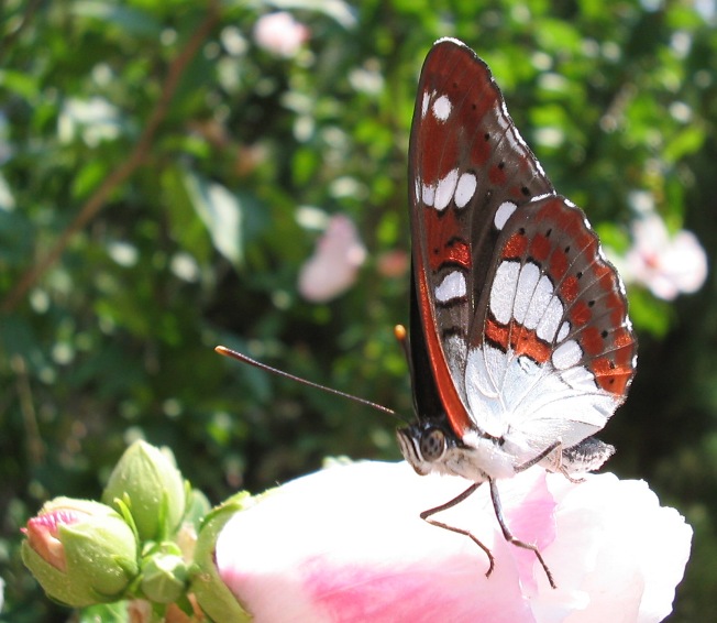 Limenitis reducta : farfalla dall''isola di Cres